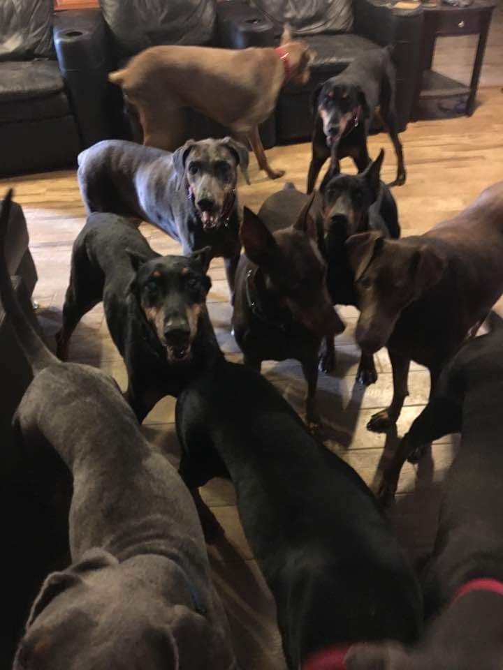 United Doberman Rescue and Canine Castaways of Minnesota Steps to making your adoption or