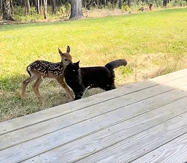 Cat and baby deer play together (video) - interspecies relationships