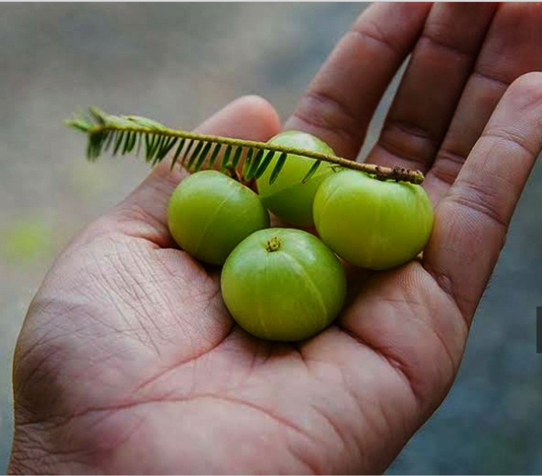 Fruits for Hair Growth