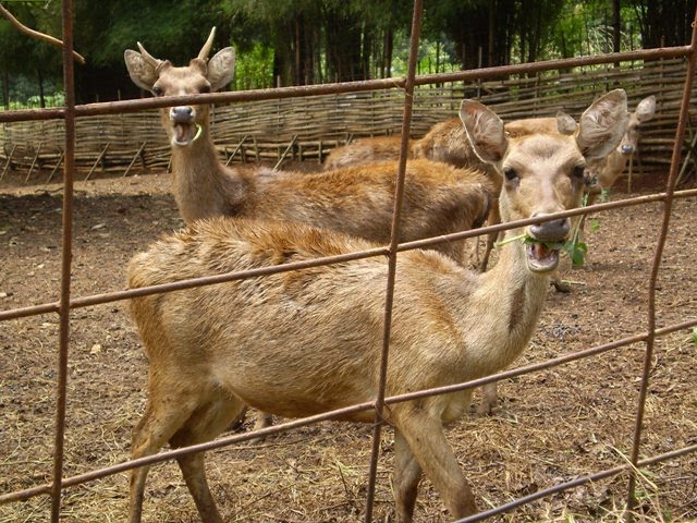 Rusa Timor (Tinjauan Pustaka-Dari Taksonomi hingga Status Perlindungan)