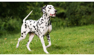 Dalmatian at alert with head, front paw, and tail raised to indicate attention