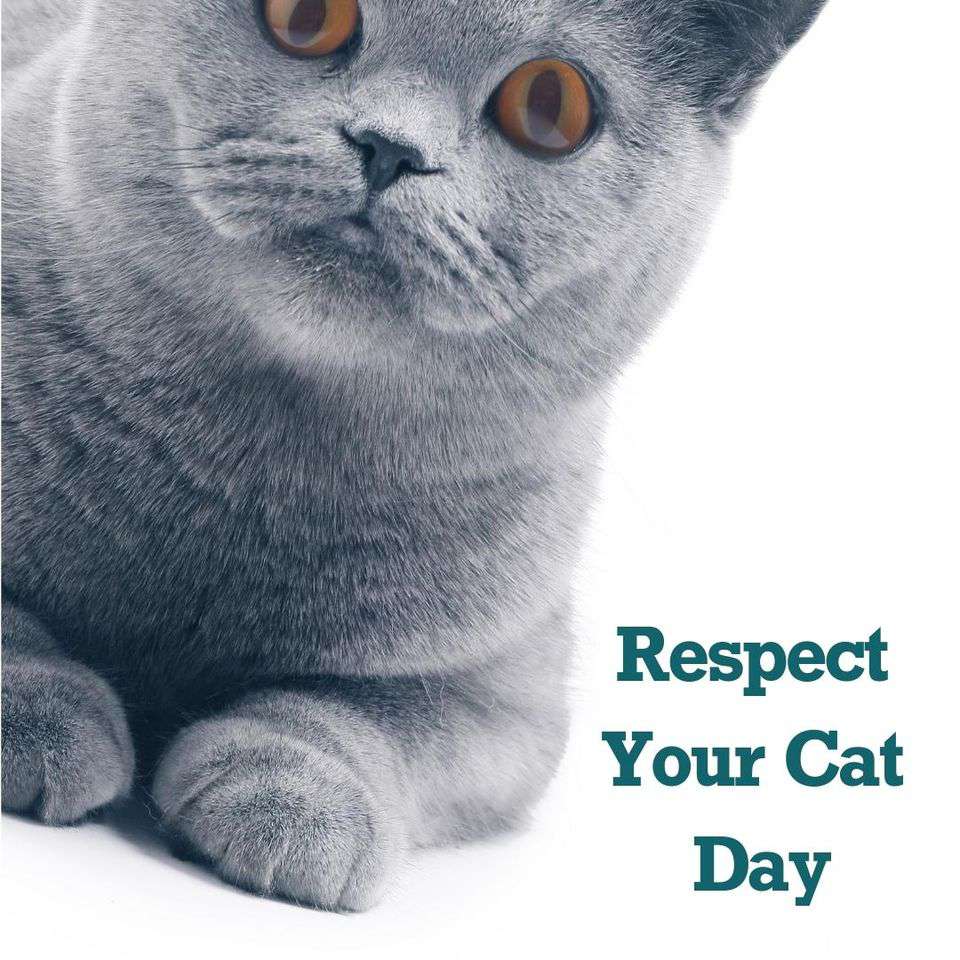 Respect Your Cat Day Wishes For Facebook Respect Your Cat Day Wishes For Facebook