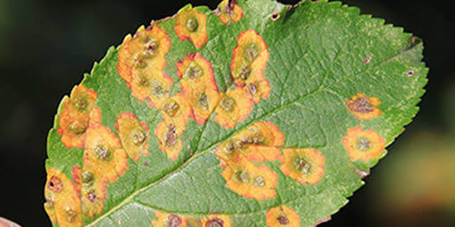 Leaf spot disease