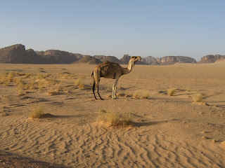 Çöl ortamında bir deve