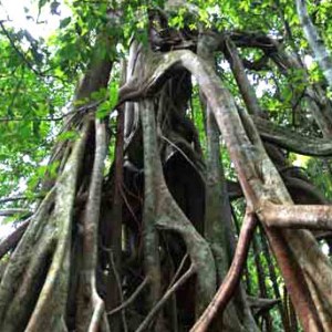 Hakekat Mustika Bertuah Kayu Lawan Arus Paling Dicari