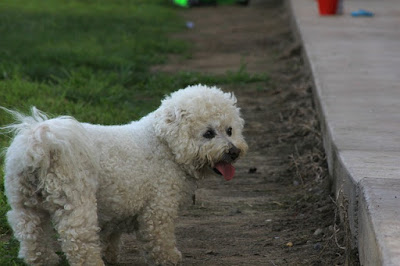 Small Dog Breeds In India