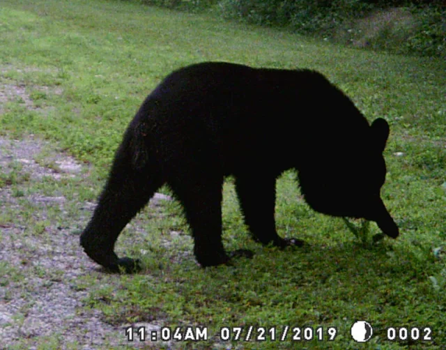 bear on a wooded path