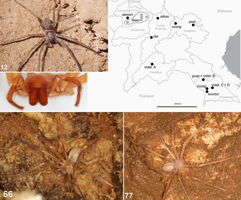 Species New to Science [Arachnology • 2012] Revision of the Genus