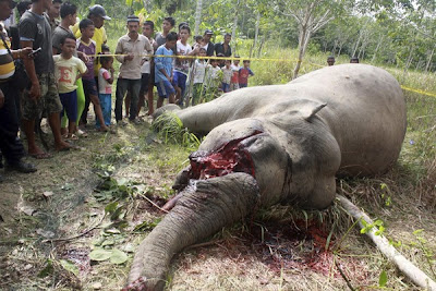 Gajah mati diracun 