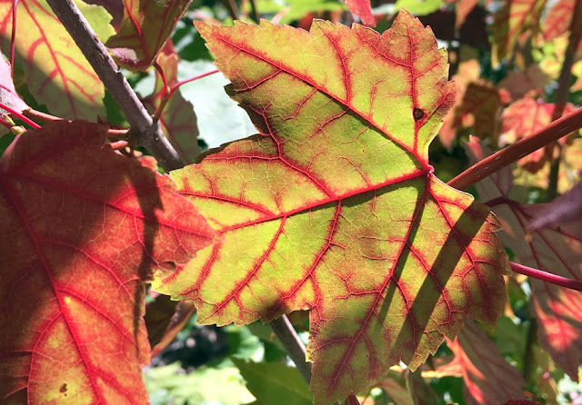 A sugar maple leaf is caught in the summer to fall transition last week. Bob King