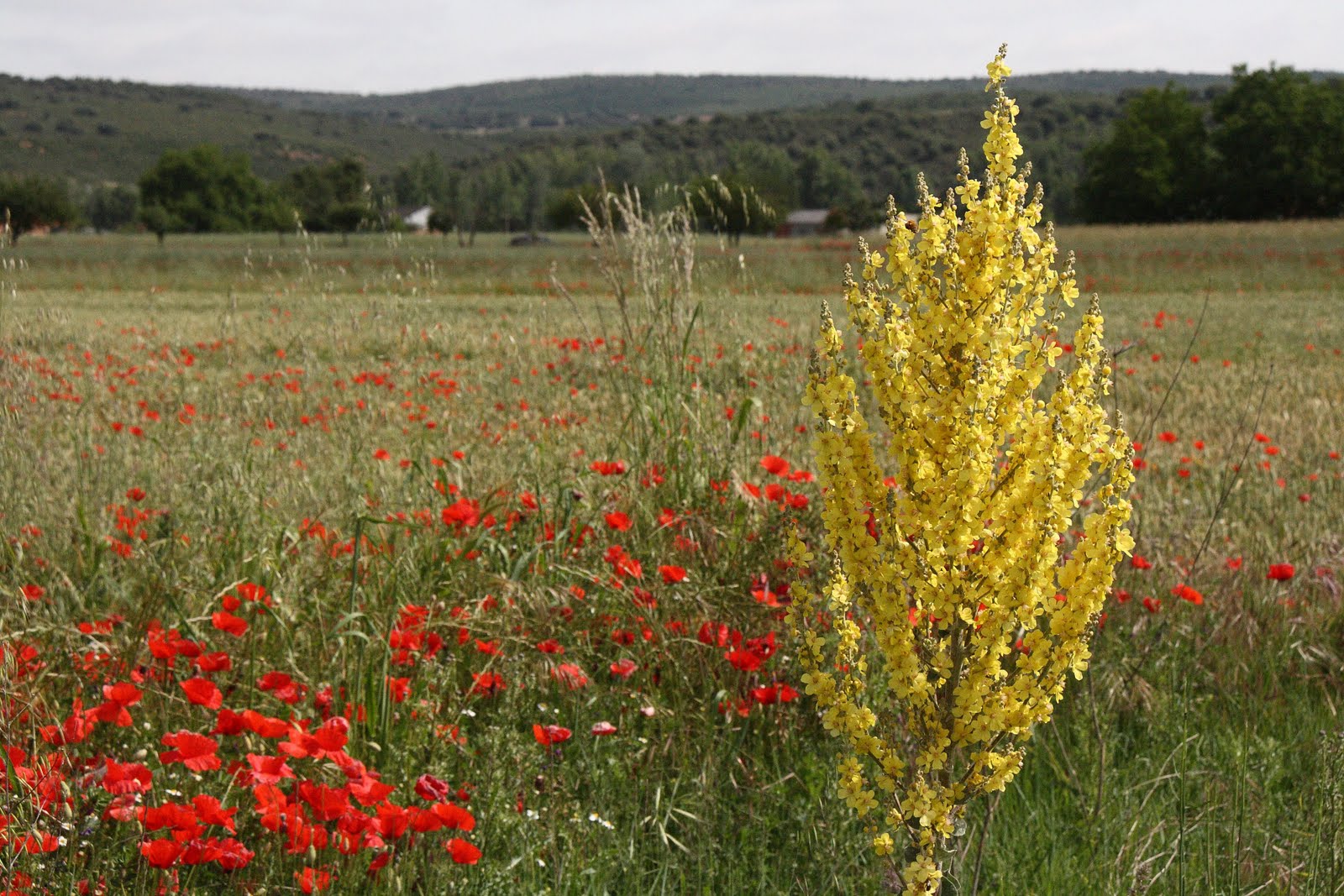 Mis fotografías San Esteban de Nogales (León) 1012.JUN.2011