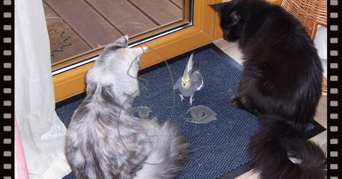 Auskatzensicht Katzenverhaltensberatung