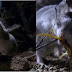 Omychomy: conheça o ratinho hardcore que uiva pra Lua e sai na porrada com lacraias e escorpiões