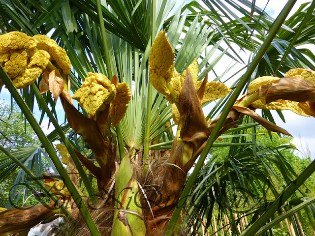 Botaniquarium - Trachycarpus fortunei inflorescence