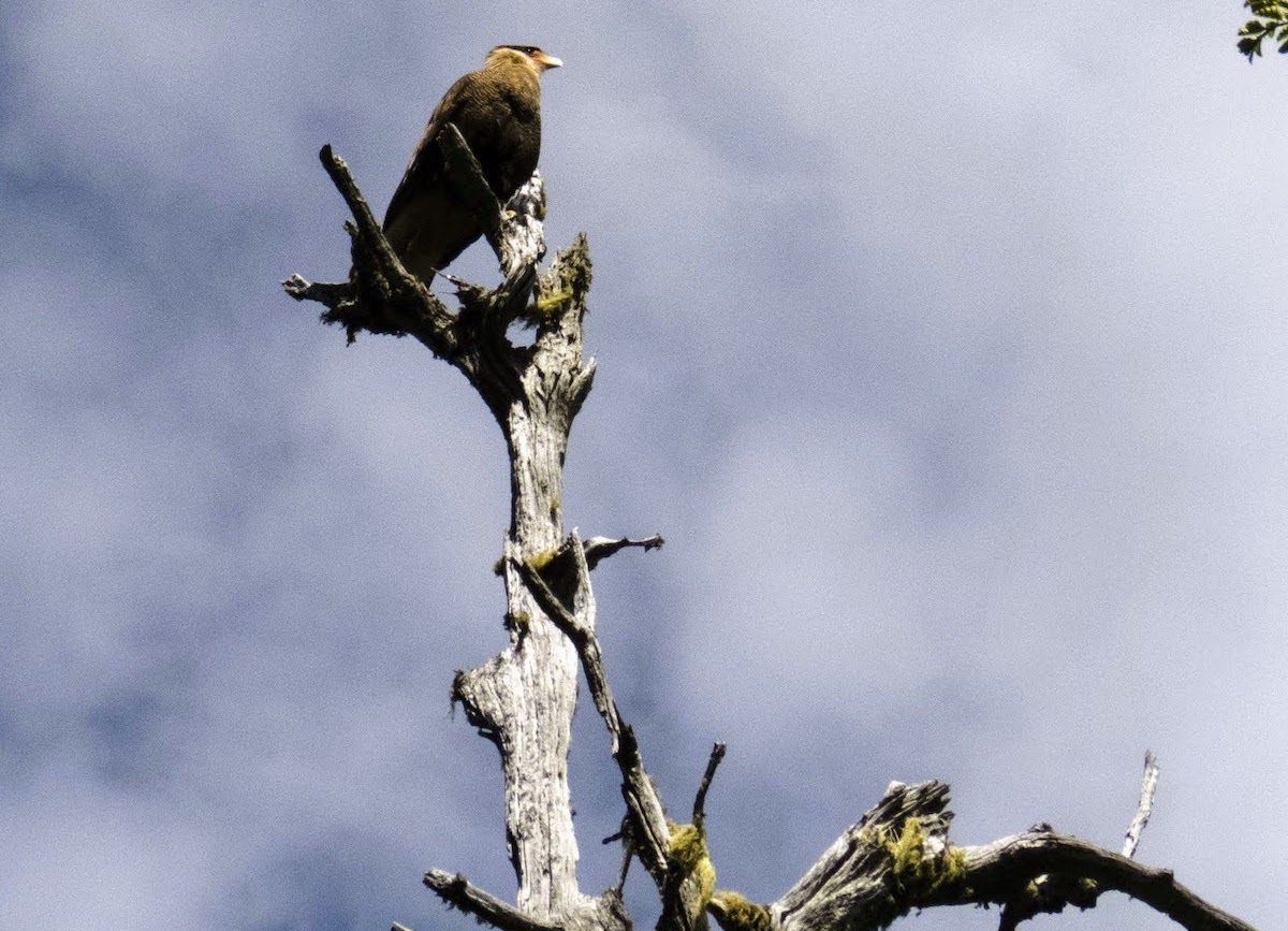 8 Amazing Places To See the Best Birds of Patagonia