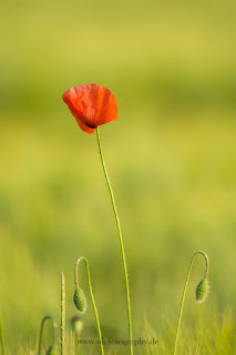 Naturfotografie Makrofotografie Lippeaue