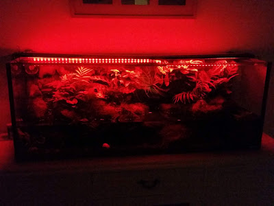 LED Lighting -  Red only - Paludarium