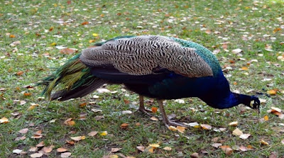 peacock amazing facts in hindi peacock amazing facts in hindi
