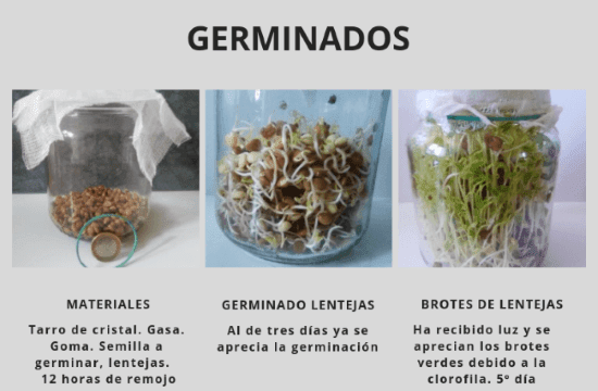 Proceso del germinado: semilla, germinado, brotes