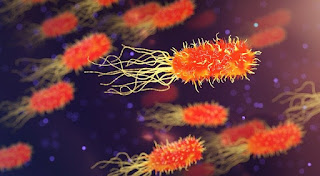 Perbedaan virus Perbedaan Antara Virus Dengan Bakteri