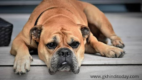Dog facts general knowledge hindi