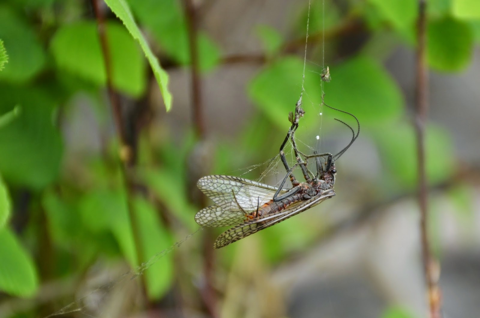 Deschutes River Salmon Fly Report May 2015 Water Time Outfitters