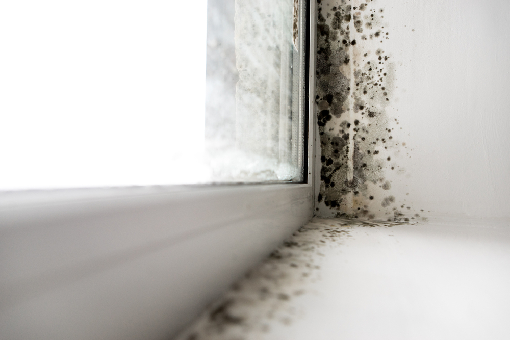 Why does mould appear at home?