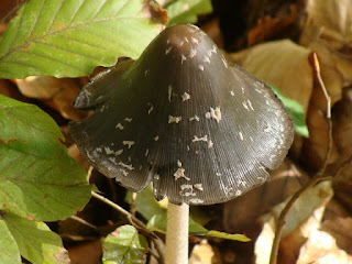 Coprinopsis picacea DSC68684