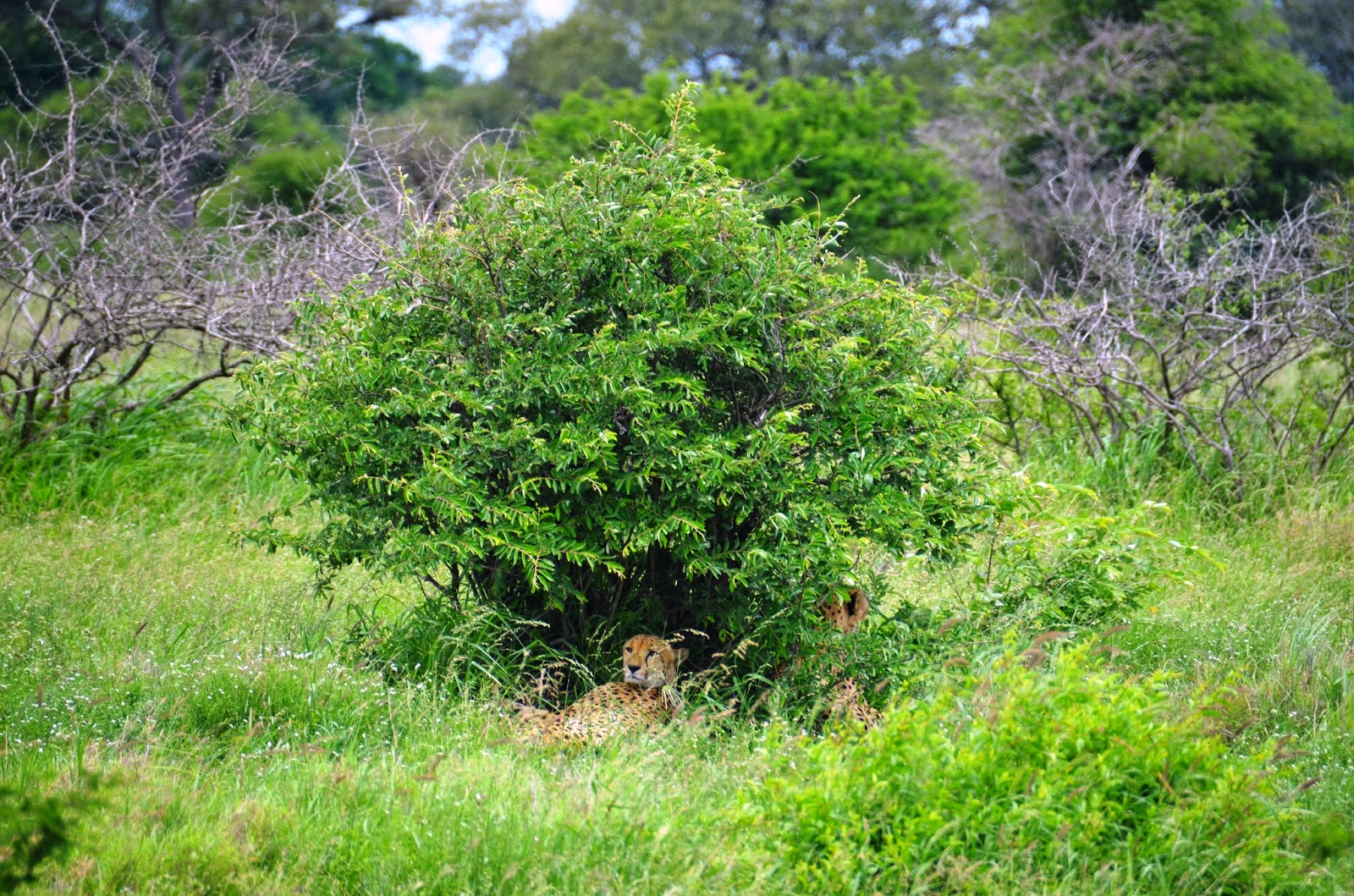 cheetahs in kruger national park