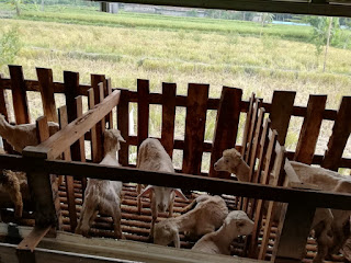 Kandang Kambing idqurban.com