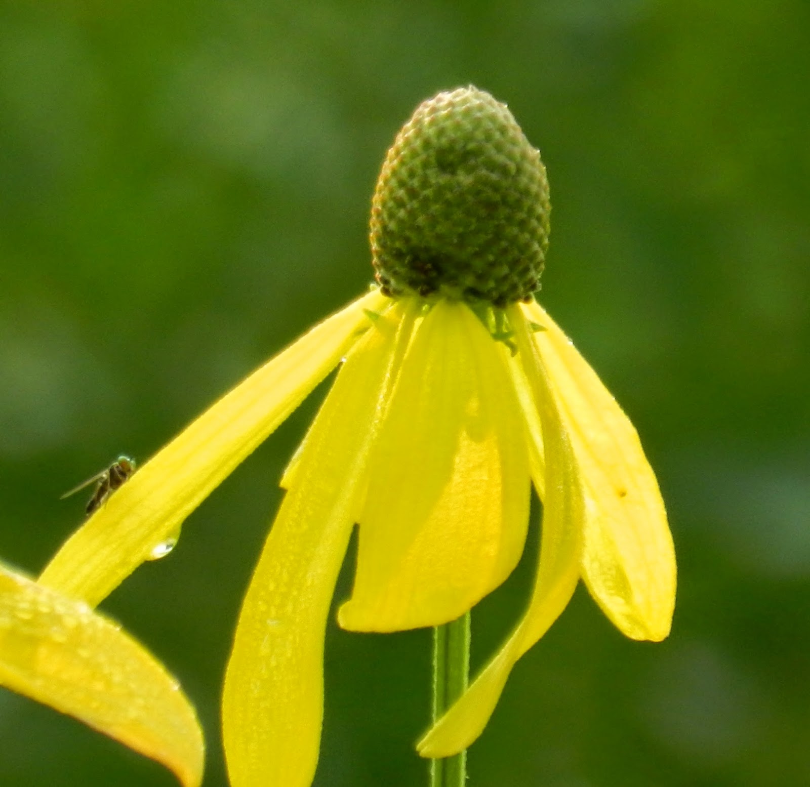 Prairie Rose's Garden Wildflower Wednesday A Case of Mistaken Identity
