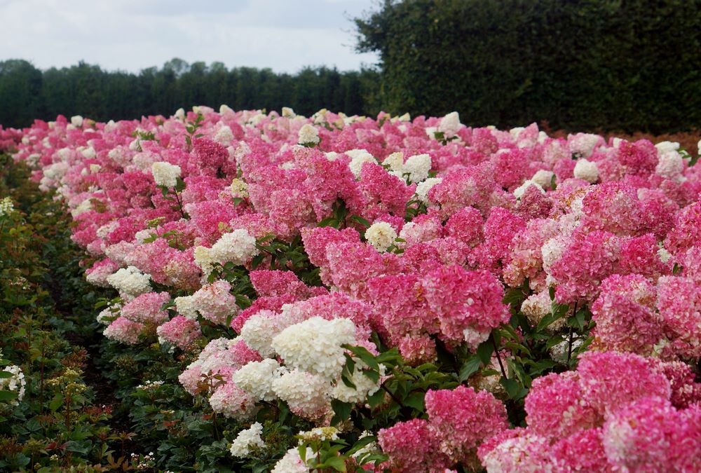 Roses Du Jardin Cheneland Hydrangea Paniculata Vanille Fraise