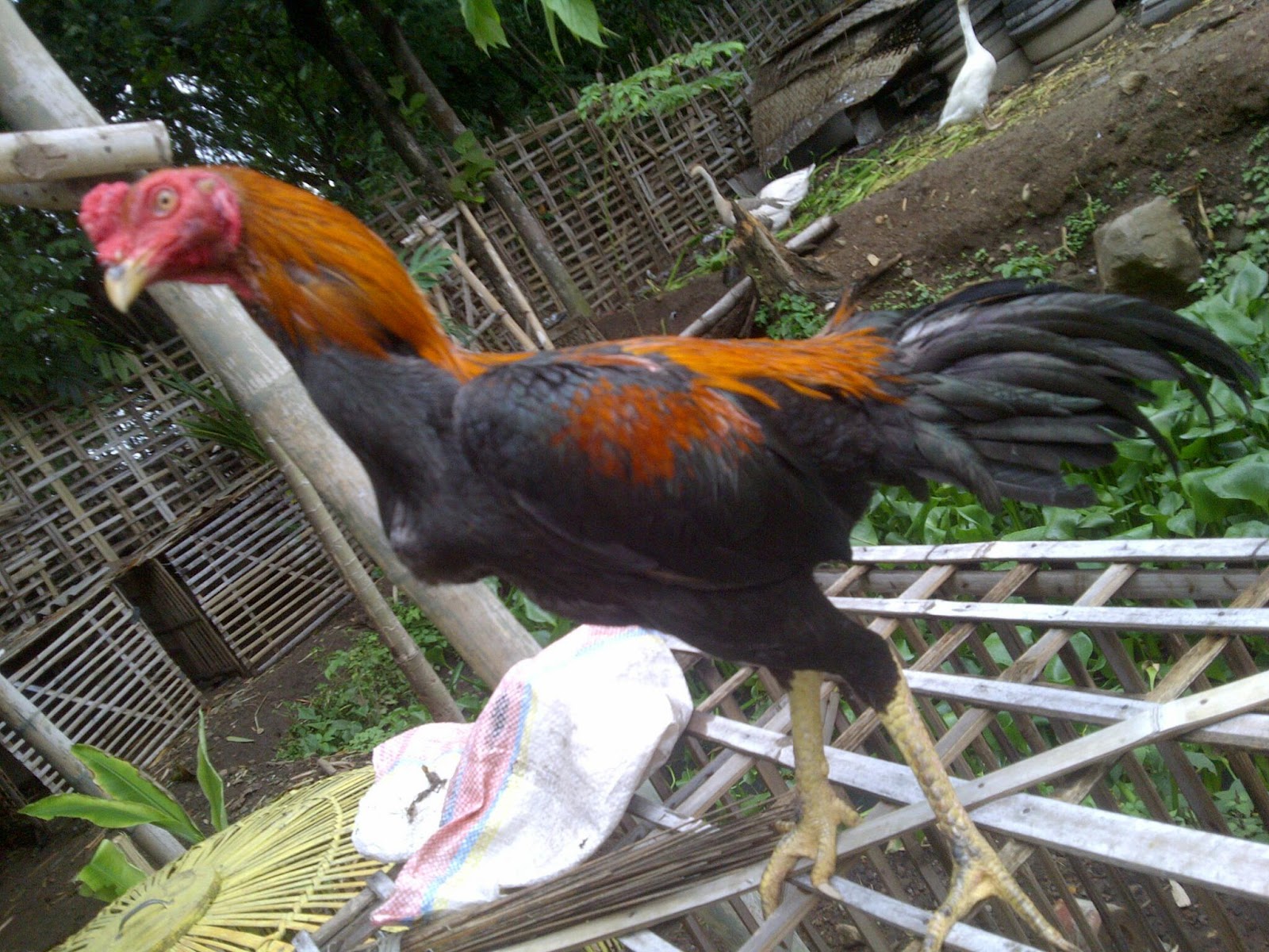 12 Jenis Jenis Ayam Birma dan Crossbreeding nya JAWARA BANGKOK