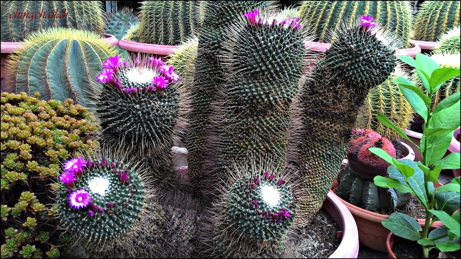 Simple Living In Nancy Cactus Farm At Cameron Highlands.
