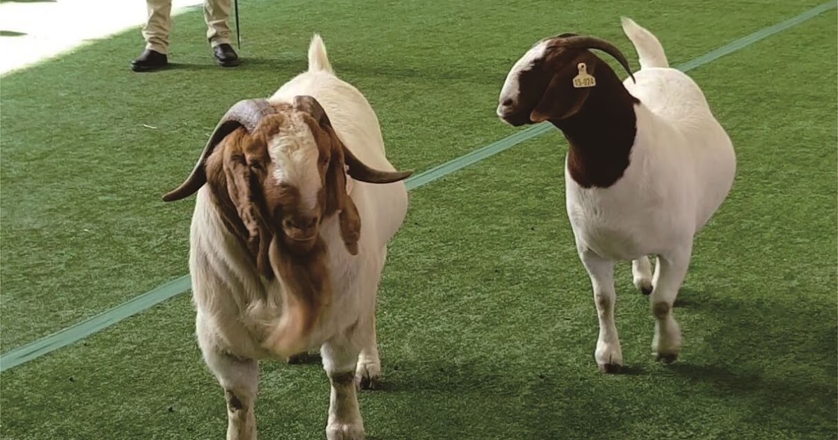 Jual Kambing Di Lamongan Untuk Aqiqah Pilih Yang Kambing Sehat