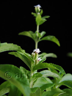 stevia, plant, growing, sweetener