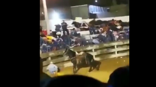 VIDEO.- Terror en Iguala Comando armado de Sicarios irrumpe a balazos en corrida de toros