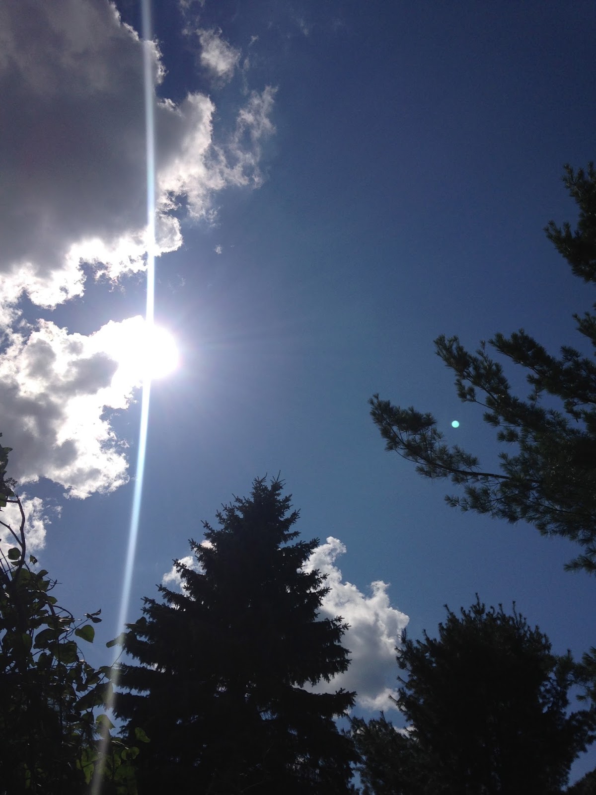 maya*made birds, trees and toast