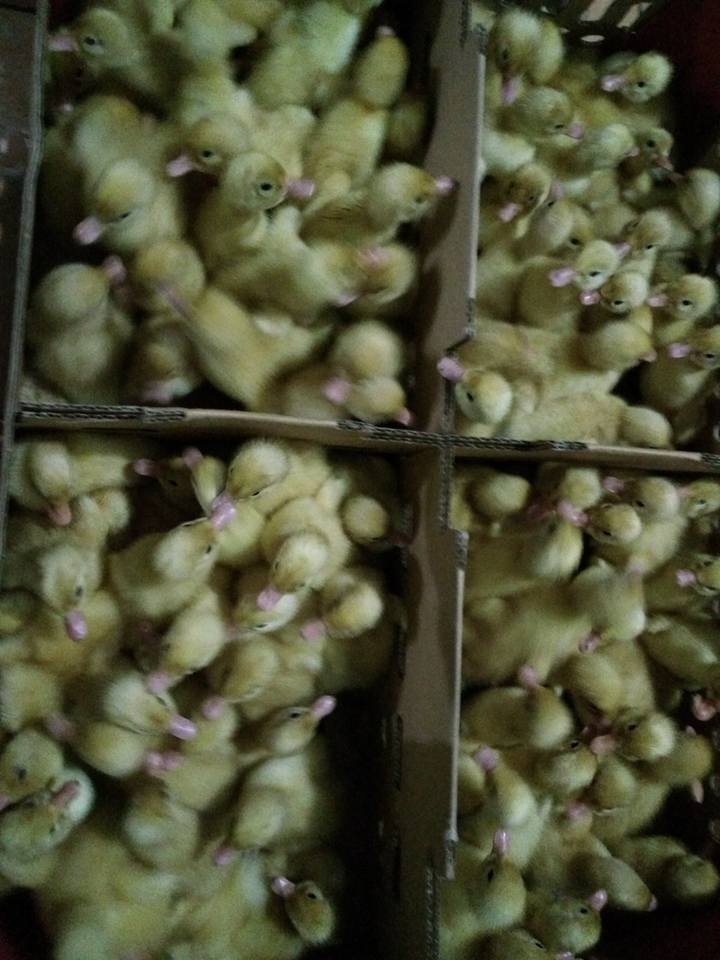 Itik Hibrida Super | Pintar Beternak Bebek