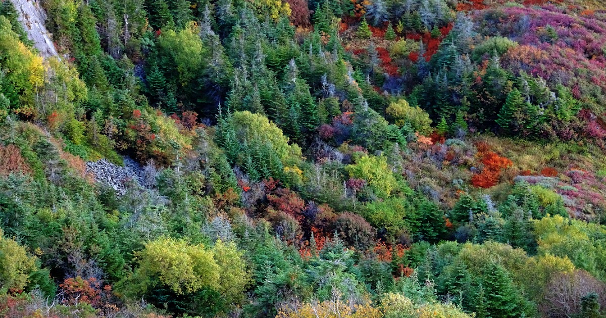 Fall Colors Newfoundland Photo ArtByJudieAnn
