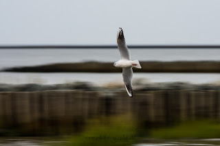 Naturfotografie Wildlifefotografie Strand Sahlenburg