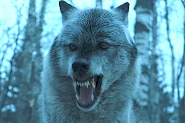 Direwolves in TV series The Game of Thrones Nymeria