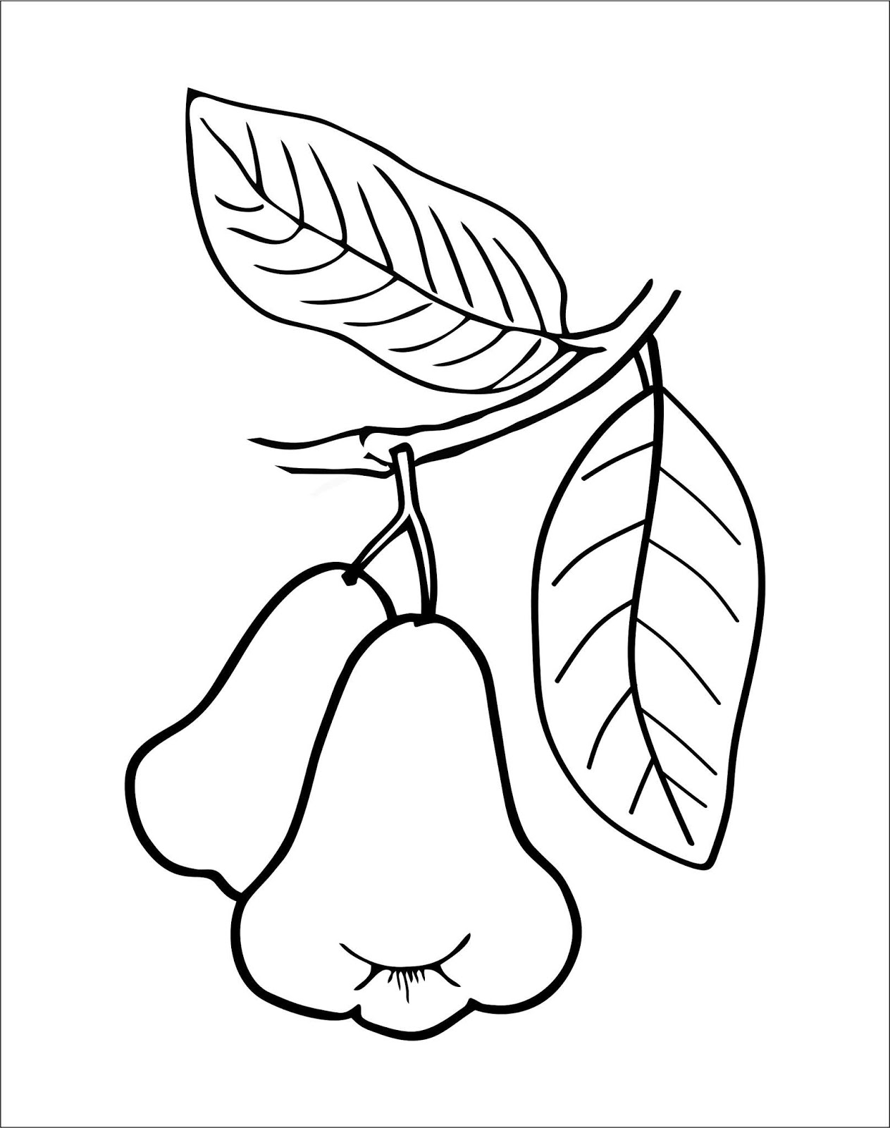 Gambar Buah Jambu Biji Kartun Gambar Buah Jambu Biji Kartun