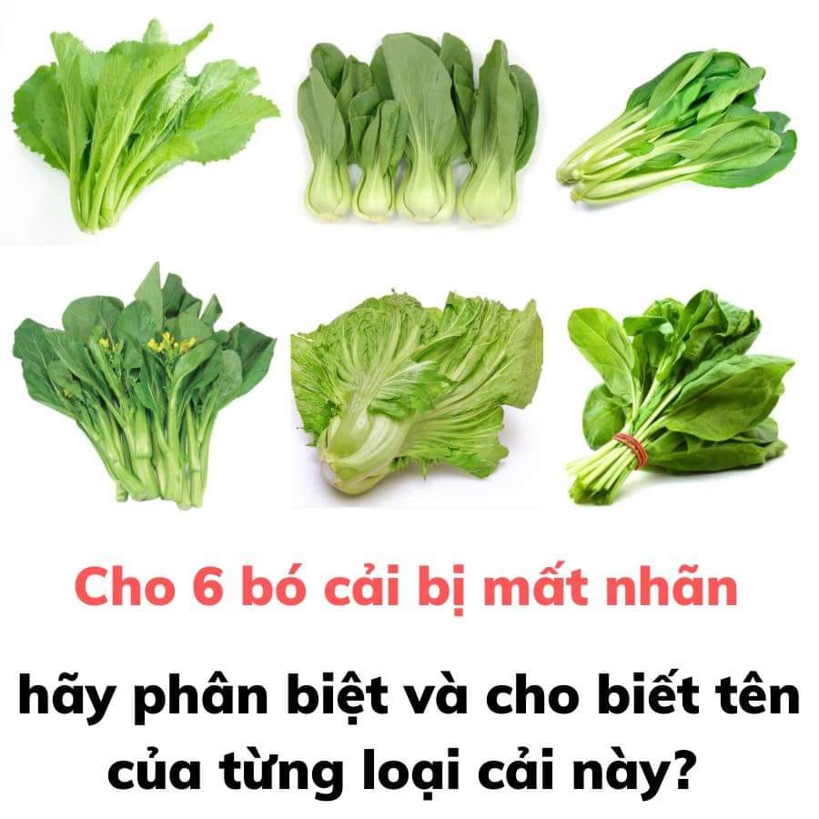 Việt Nam có các loại rau cải nào? Cách phân biệt các loại rau cải kèm ảnh