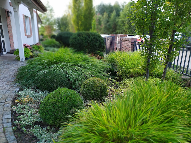 przedogródek, haconechloa macra