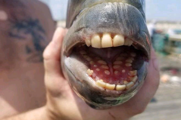 Fish with mouth of human-like teeth caught in North Carolina Fish with mouth of human-like teeth caught in North Carolina