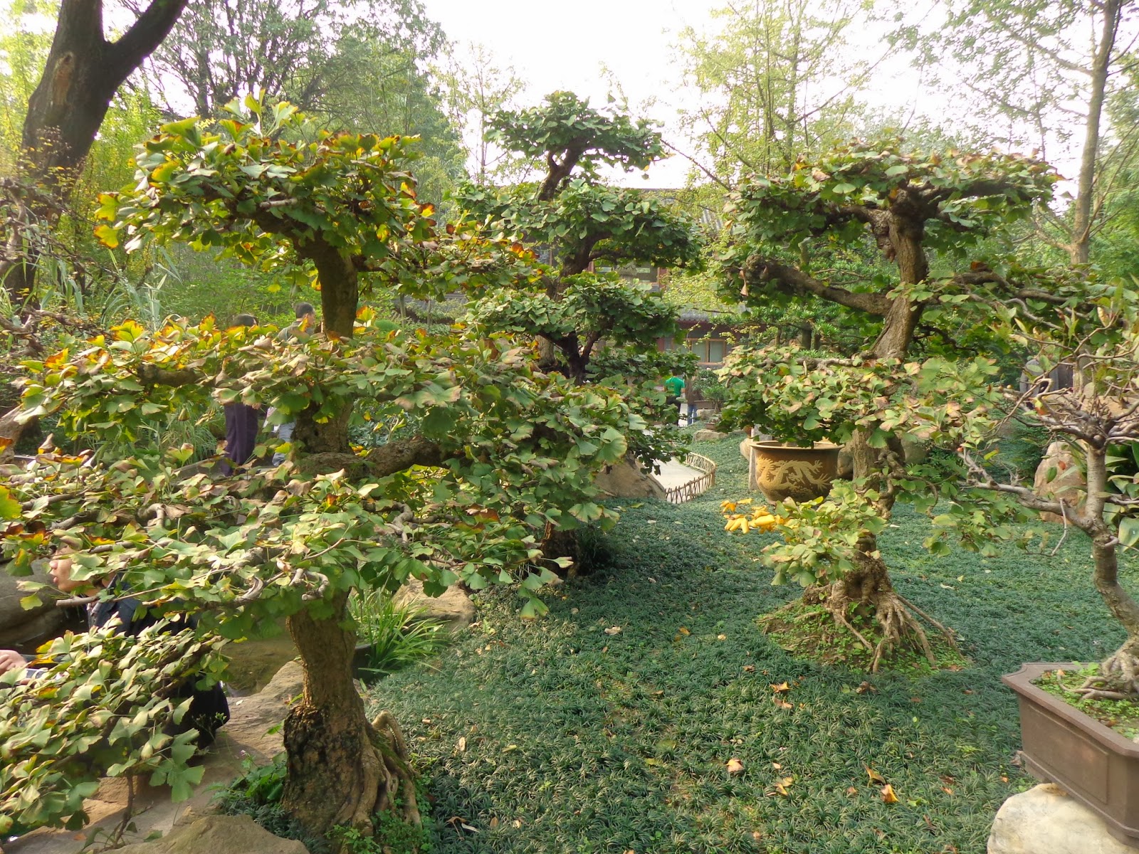 Daniel's Pacific NW Garden Training Ginkgo Trees as Large Bonsai. 4.9.17
