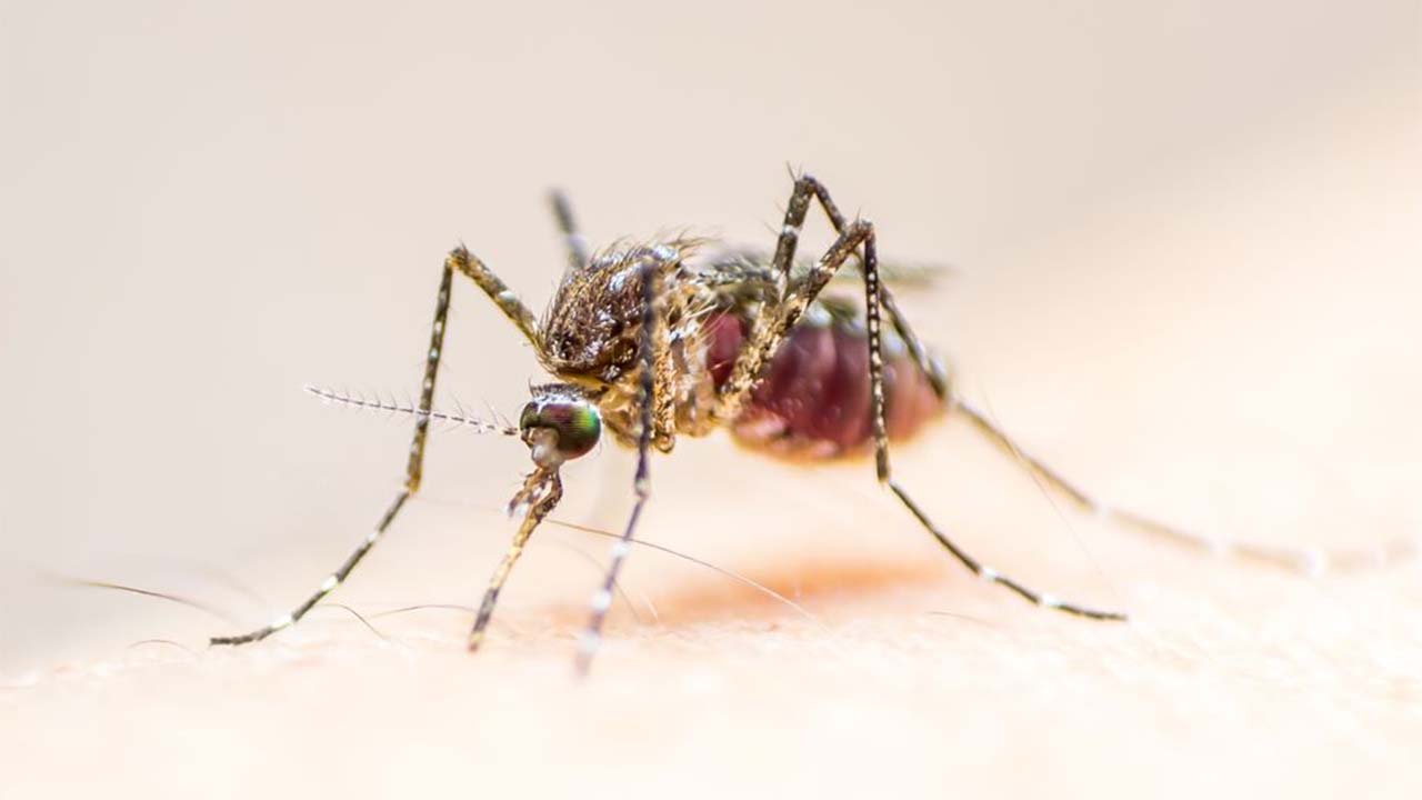 West Nile Virus: Symptoms, Causes, and Treatment