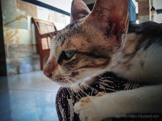 White Black Brown Color Mother Cat Feels Comfortable On The Lap In The House North Bali Indonesia