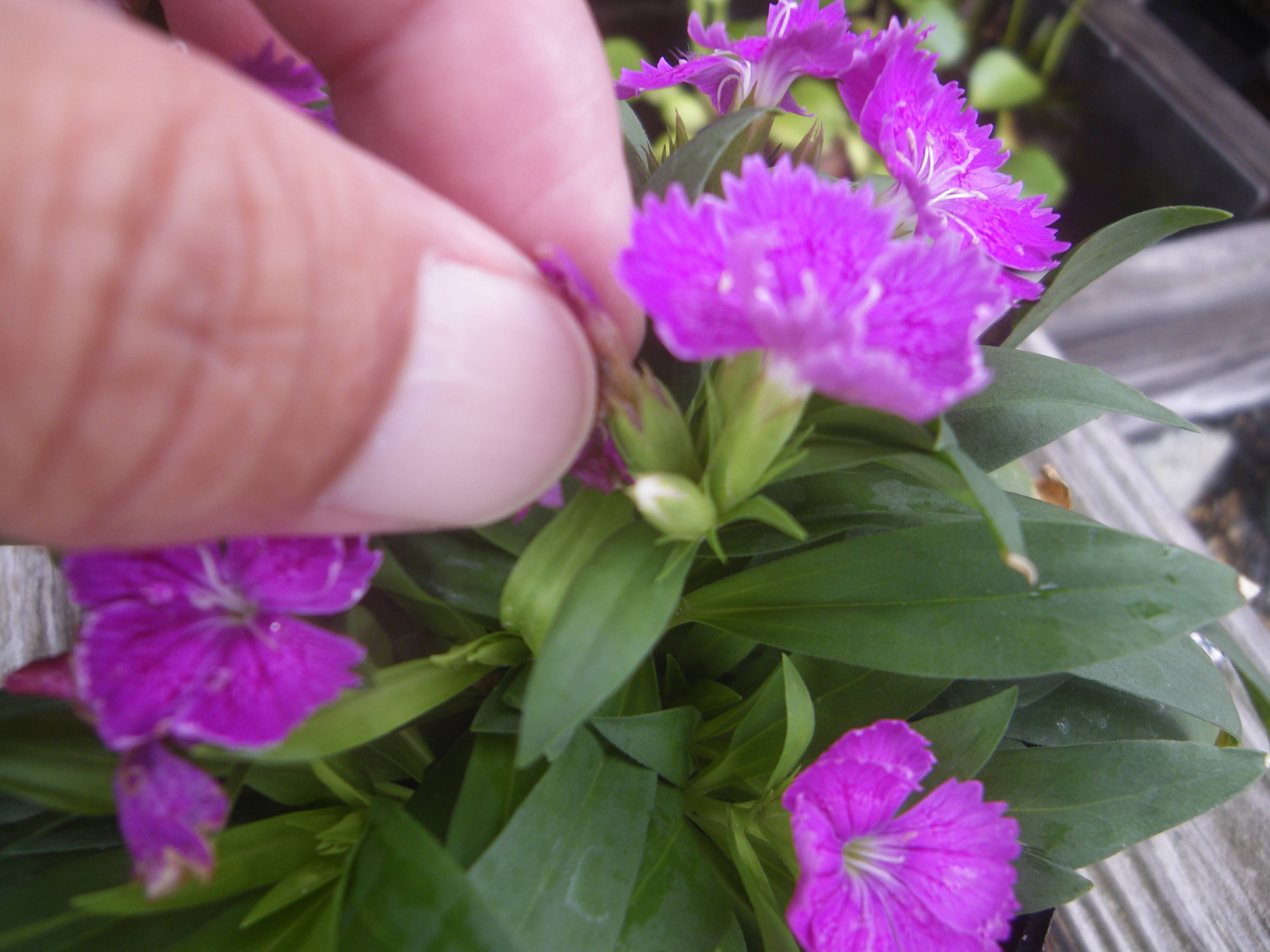 ナデシコ 撫子 の育て方 小さな鉢植えでたくさんの花を楽しむ メダカの大工